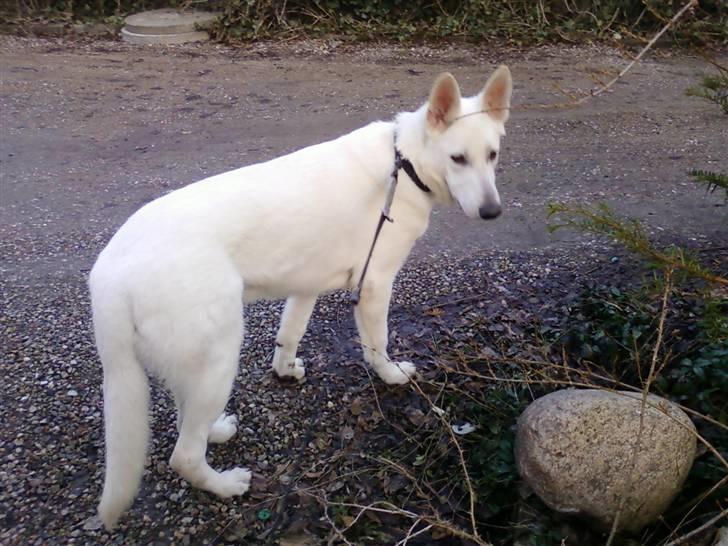 Hvid schæfer Aladin - Aldin, på den dag han blev 7 mdr. han er bare vokset på de 4 mdr. jeg har haft ham billede 6