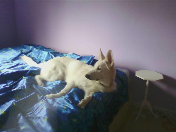 Hvid schæfer Aladin - "Jeg ved da godt jeg ikke må, men hvis jeg kigger den anden vej, så ser du mig ikke" billede 7