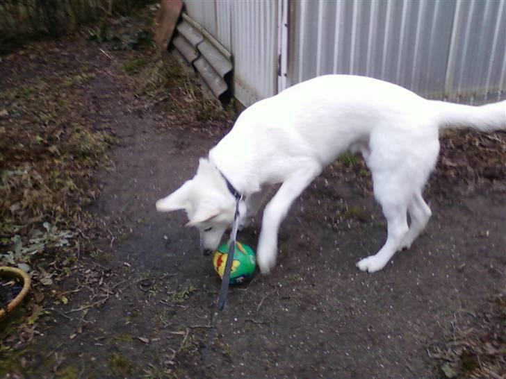 Hvid schæfer Aladin - "jeg elsker stormvejr, man får nyt legetøj med det"  uge 6 2011 billede 8