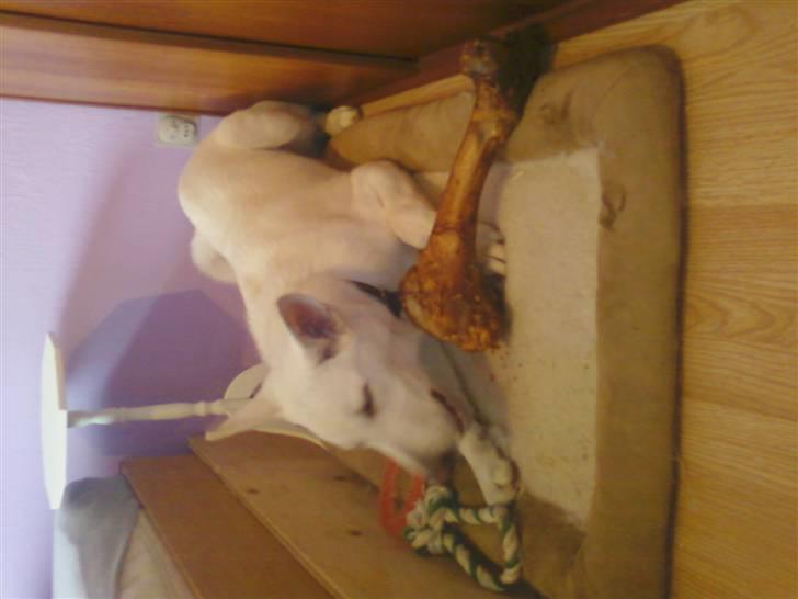 Hvid schæfer Aladin - Jeg var lige med mor i en dyrbytik, og se hvad jeg fant, jeg fik tigget mig til det, uha det er godt :) billede 9