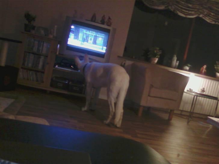 Hvid schæfer Aladin - TV - det er nu ret spændende engang imellem billede 10