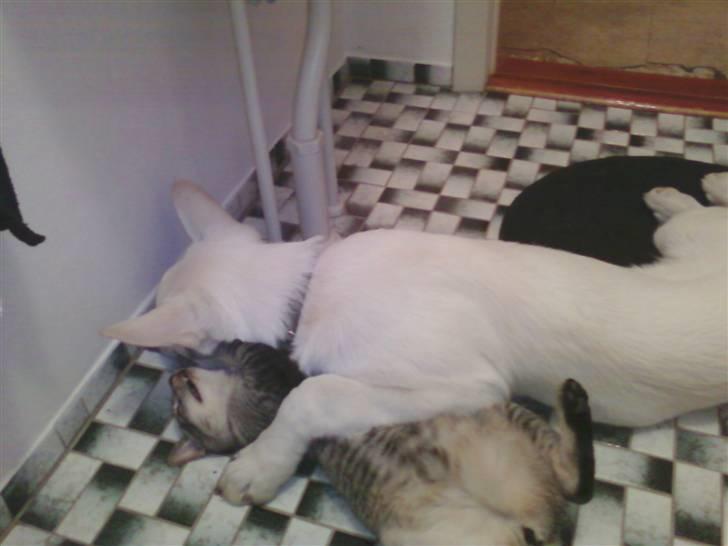 Hvid schæfer Aladin - Aladin har nu været her noget, og Tarzan og ham er gode venner billede 11