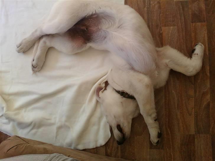 Hvid schæfer Aladin - Aladins første dag hos mig, her er nu ret hyggeligt. billede 12