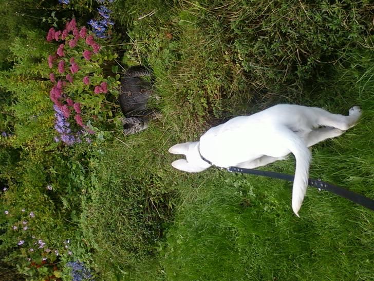 Hvid schæfer Aladin - Aladins første dag hos mig, uha Tarzan syntes ikke om han, men Aldin vil gerne ham :) billede 13