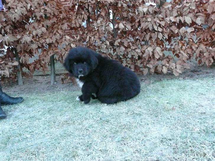 Newfoundlænder Balder *Solgt<3* billede 12