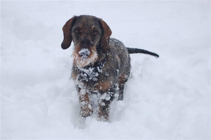 Gravhund Mille - Mille december 2010 billede 14