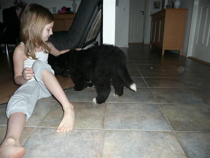 Newfoundlænder Balder *Solgt<3* billede 13