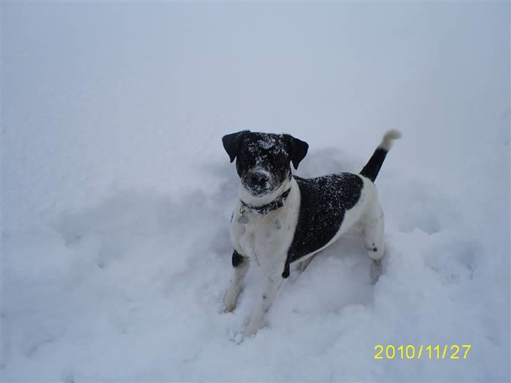 Dansk svensk gaardhund Balder billede 1