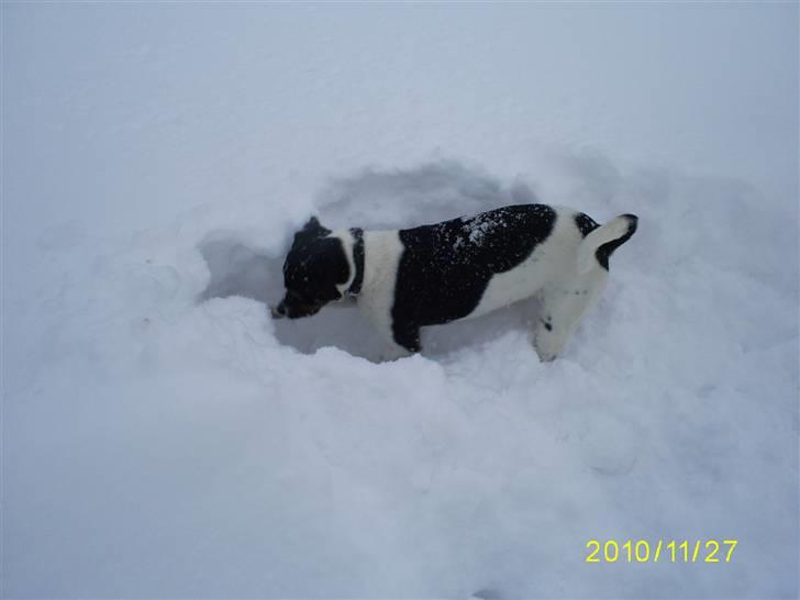 Dansk svensk gaardhund Balder billede 2