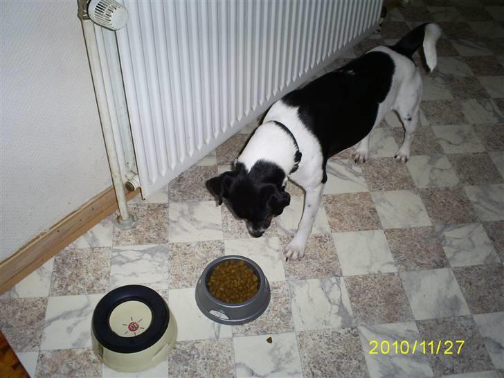 Dansk svensk gaardhund Balder billede 4