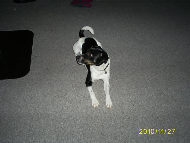 Dansk svensk gaardhund Balder billede 5