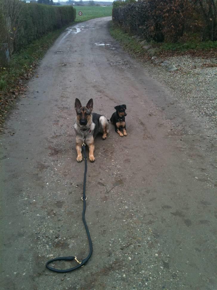 Schæferhund Von Der Lakimo´s Azzi billede 1