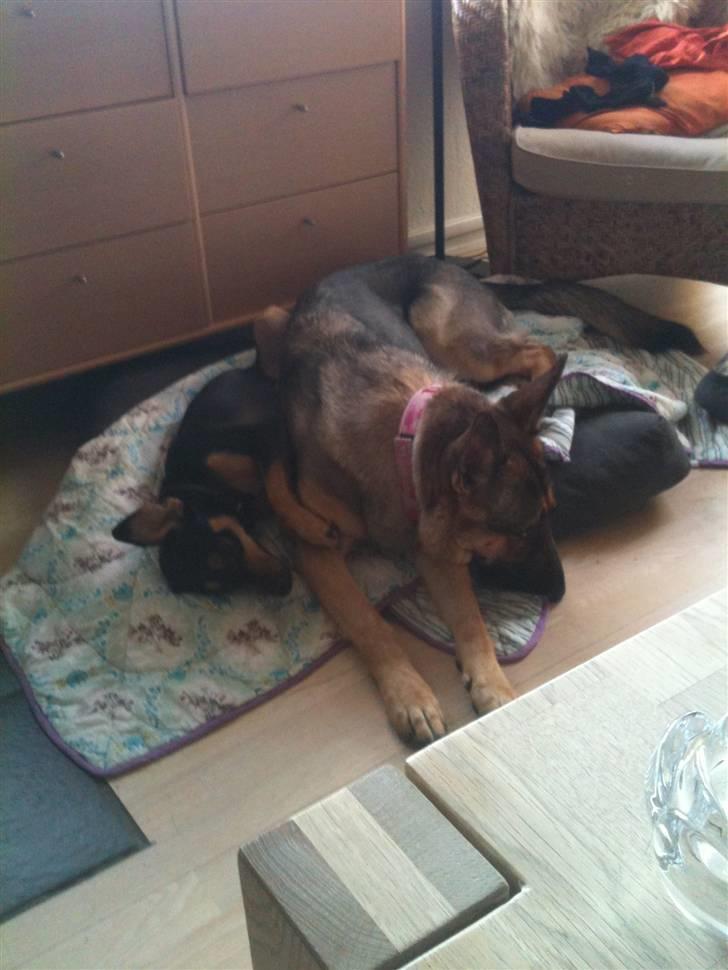 Schæferhund Von Der Lakimo´s Azzi billede 2