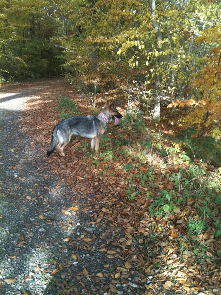 Schæferhund Von Der Lakimo´s Azzi billede 3