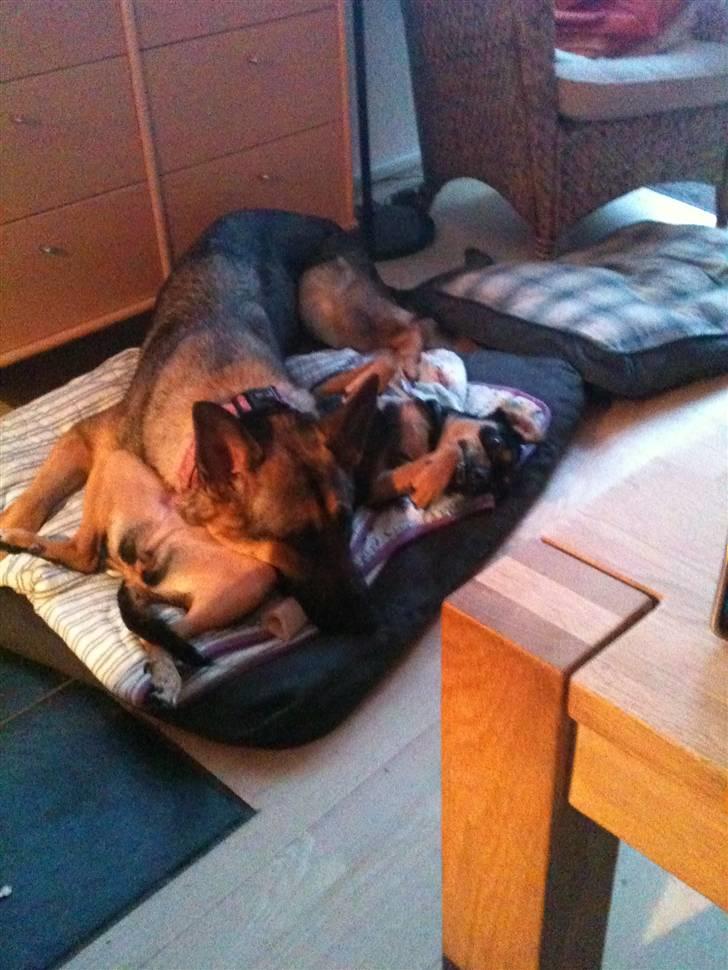 Schæferhund Von Der Lakimo´s Azzi billede 4