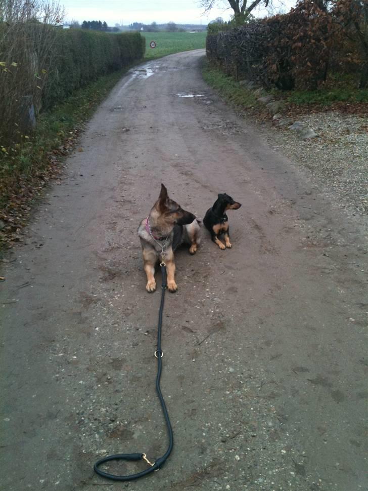 Schæferhund Von Der Lakimo´s Azzi billede 5