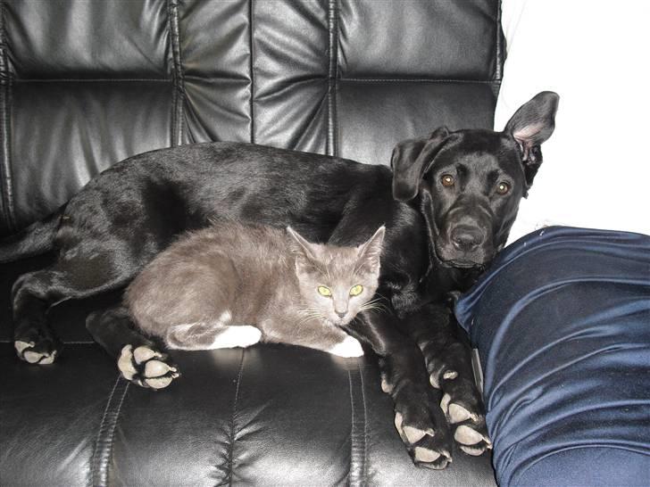 Labrador retriever Trille - Hygge med katten :b billede 6