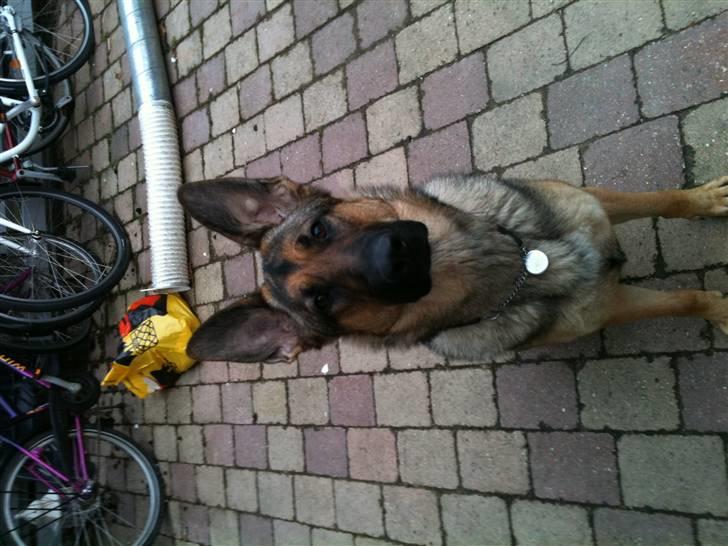 Schæferhund Von Der Lakimo´s Azzi billede 6