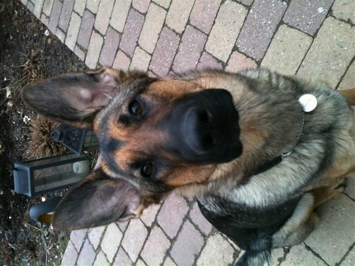 Schæferhund Von Der Lakimo´s Azzi billede 7