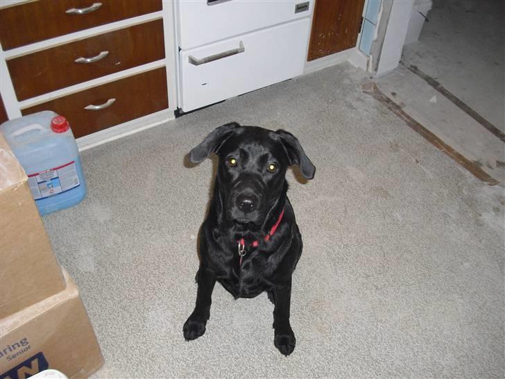 Labrador retriever Trille - <3 billede 7