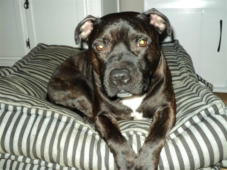 Staffordshire bull terrier malte - er det ikke bare godt billede 1