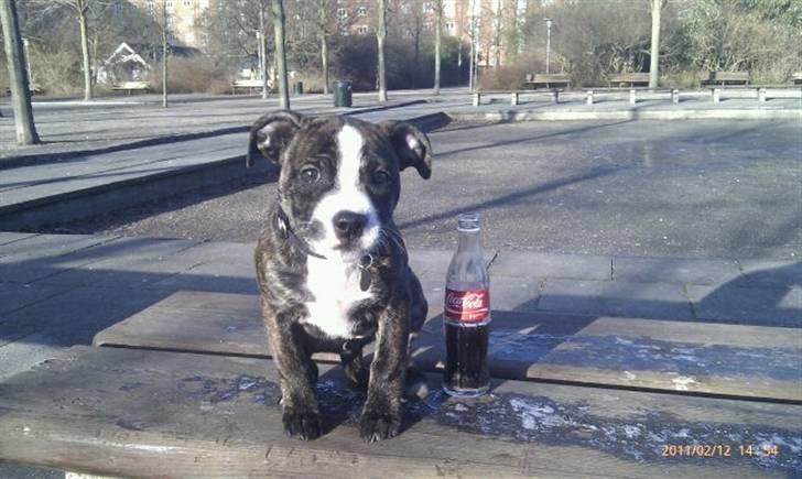 Blanding af racer Tiba billede 1