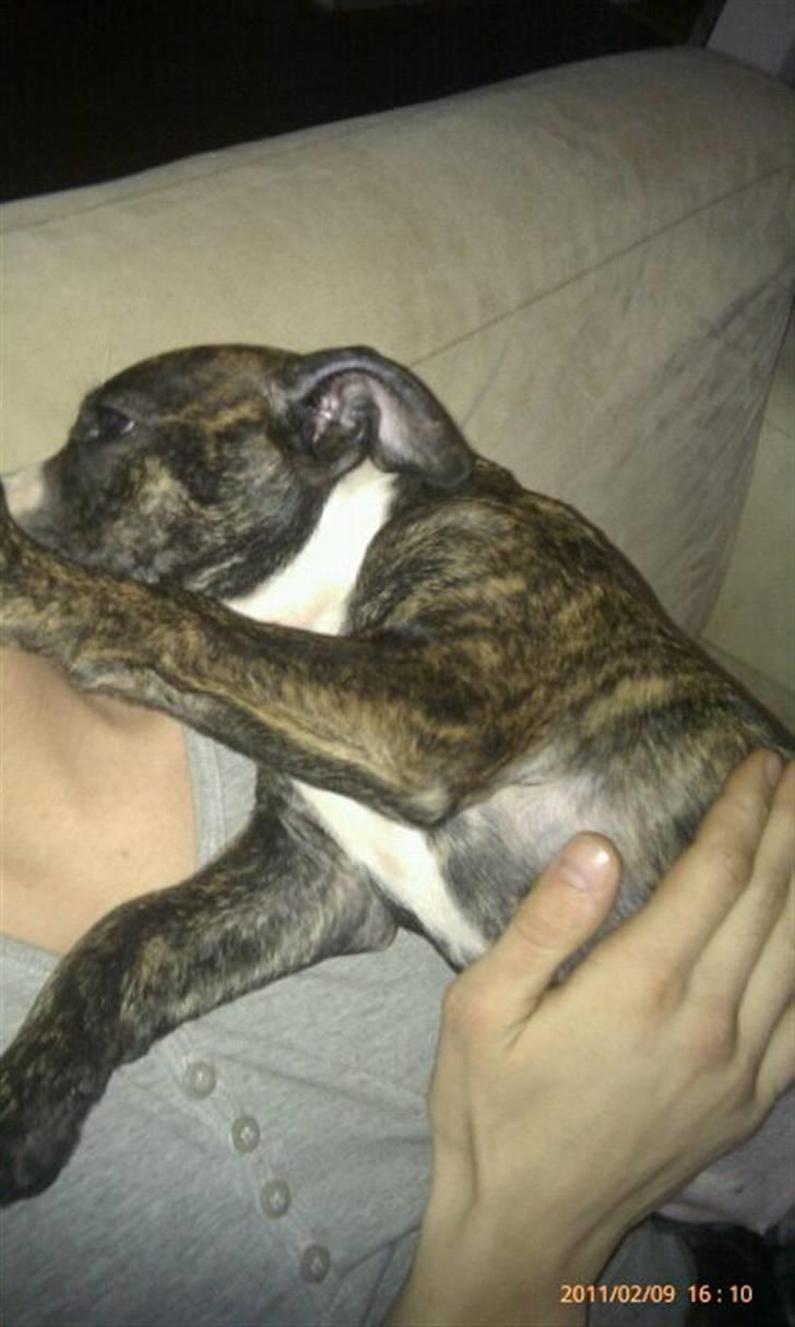 Blanding af racer Tiba billede 2