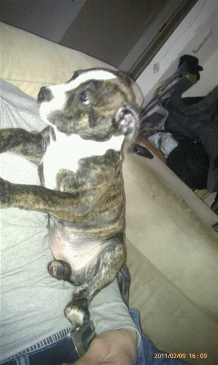 Blanding af racer Tiba billede 3