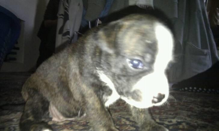 Blanding af racer Tiba billede 4