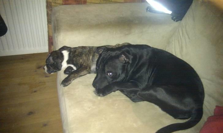 Blanding af racer Tiba billede 5