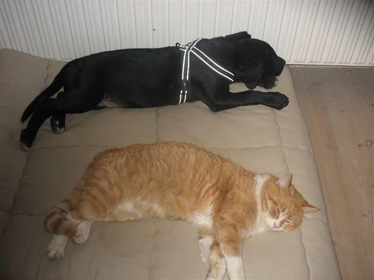 Blanding af racer King billede 13