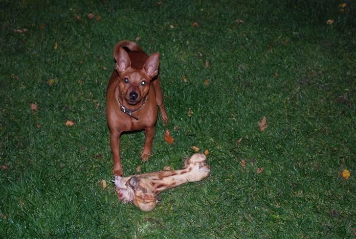 Dvaergpinscher chico - min bedste vens far er slagter he he dejligt ben billede 4