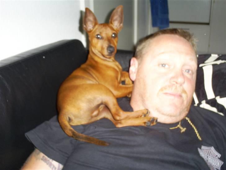 Dvaergpinscher chico - her skal mig og far lige have en slapper he he billede 7