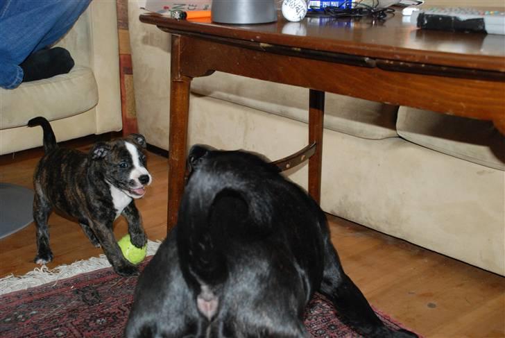 Blanding af racer Tiba billede 6