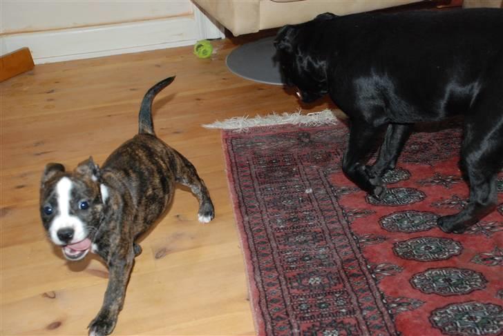 Blanding af racer Tiba billede 7