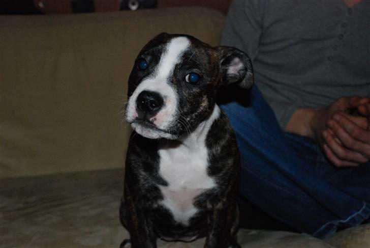 Blanding af racer Tiba billede 8