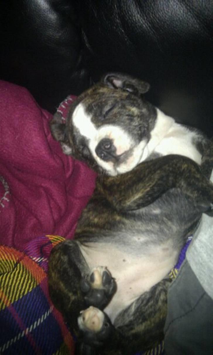 Blanding af racer Tiba billede 9