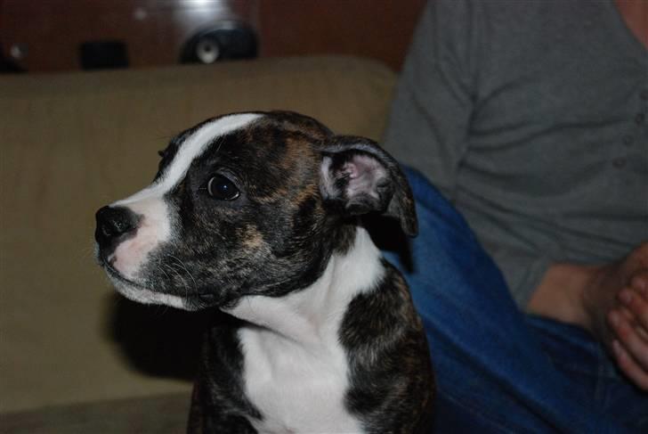 Blanding af racer Tiba billede 10