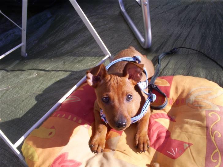 Dvaergpinscher chico - her er jeg ikke så gammel  billede 8