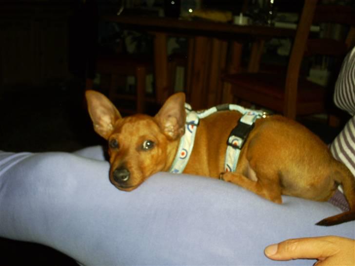 Dvaergpinscher chico - elsker puder he he billede 9