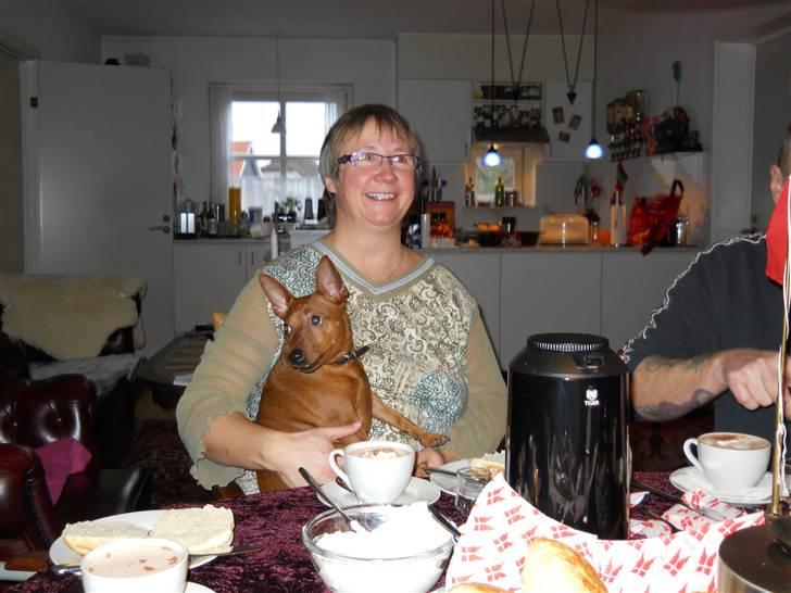 Dvaergpinscher chico - far er lige blevet 50 så jeg kom med til bords billede 10