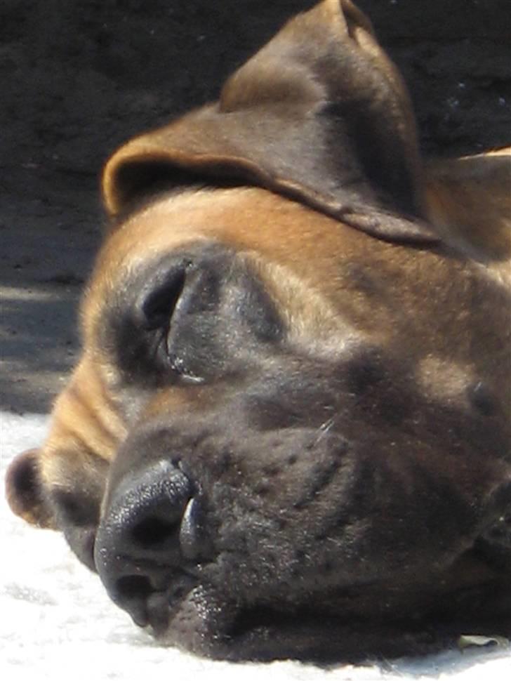 Grand danois Cæsar - Så skrækkelig træt en "lille" hund kan blive billede 3