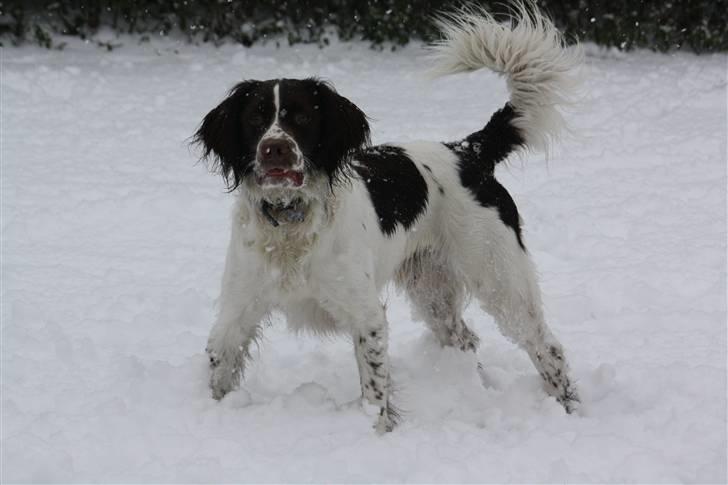 Engelsk springer spaniel Sako - Juhuuu sne, det er jeg mega vild med billede 13