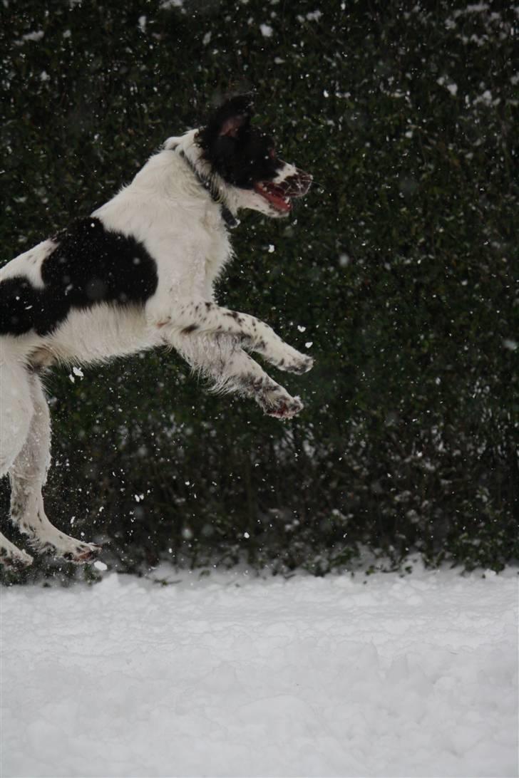 Engelsk springer spaniel Sako - Det er sjovt, men det er svært at fange de fnug der billede 14
