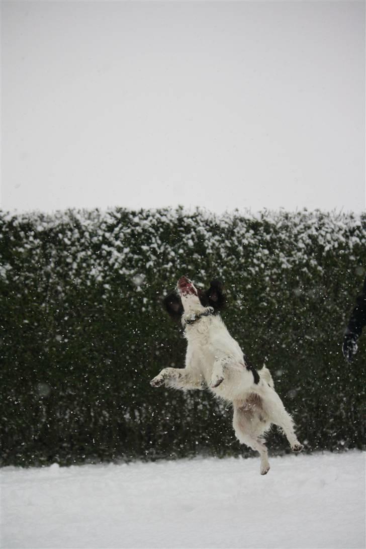 Engelsk springer spaniel Sako - Måske hvis jeg hopper højere billede 15