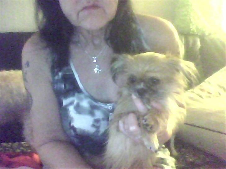 Shih tzu ronja billede 1