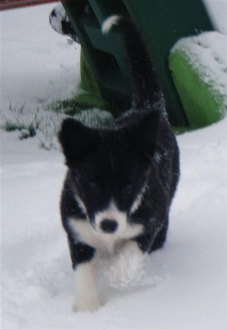 Border collie Silke billede 9