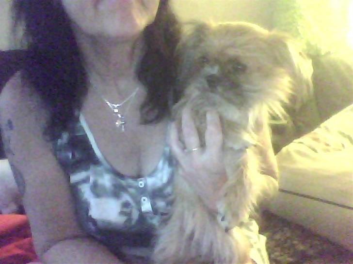 Shih tzu ronja billede 2