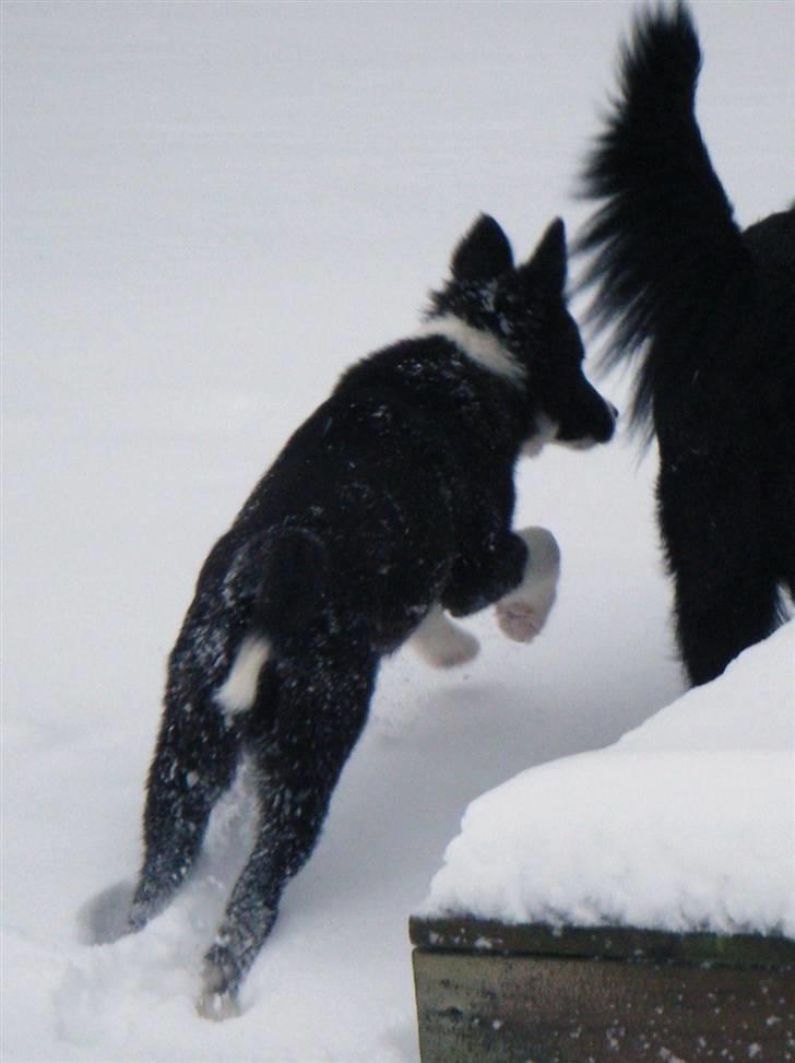 Border collie Silke billede 10