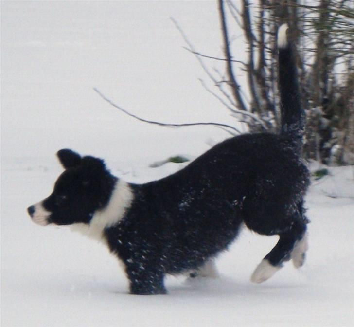 Border collie Silke billede 11
